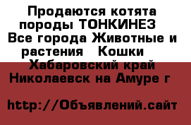 Продаются котята породы ТОНКИНЕЗ - Все города Животные и растения » Кошки   . Хабаровский край,Николаевск-на-Амуре г.